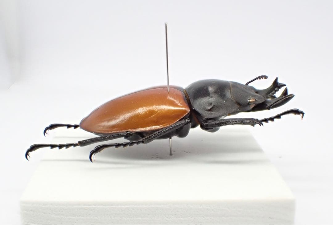 標本　二ティドゥスマルバネクワガタ　57㎜
