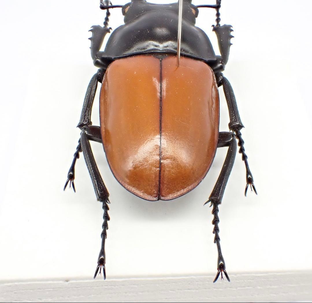 標本　二ティドゥスマルバネクワガタ　57㎜