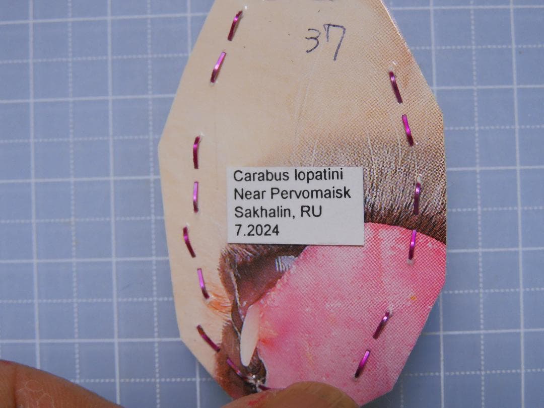 サハリンの美麗ゴミムシ　ペア　37mm 34mm