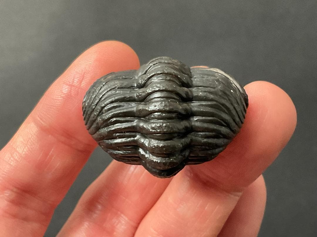 三葉虫 化石 [PH68] ペディノパリオプス 防御態勢 防御姿勢 エンロール