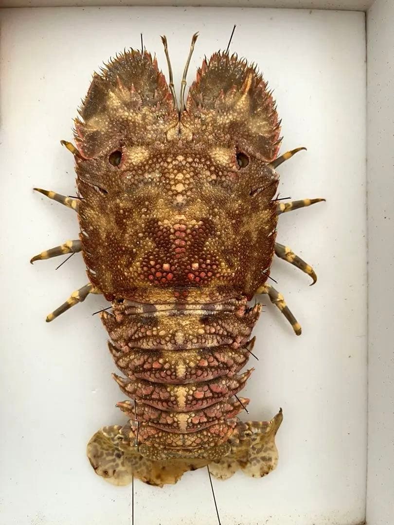 昆虫標本コレクション まとめ売り4点セット