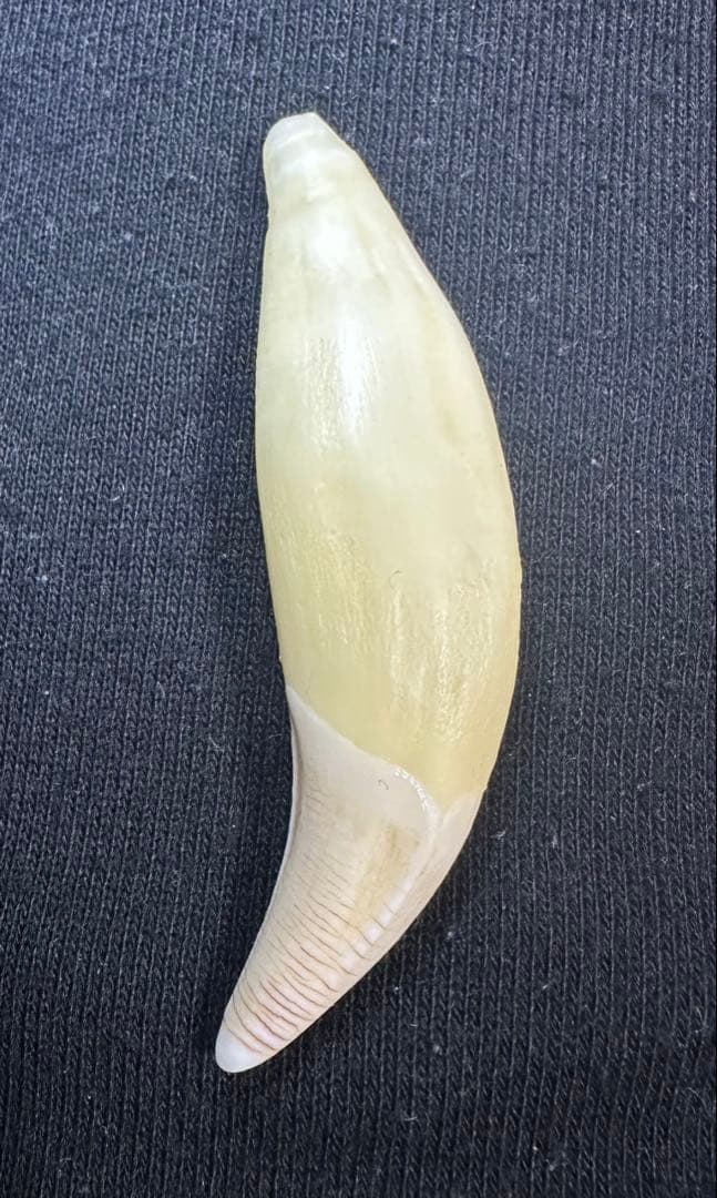 熊牙 牙 キーホルダー ネックレス