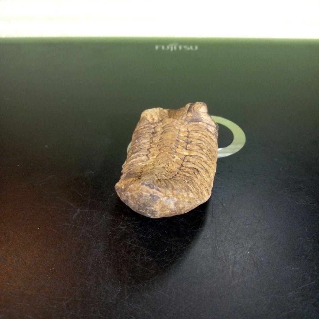 三葉虫　化石　fossil　ボリビア産　trilobite　ノジュール判別⑤