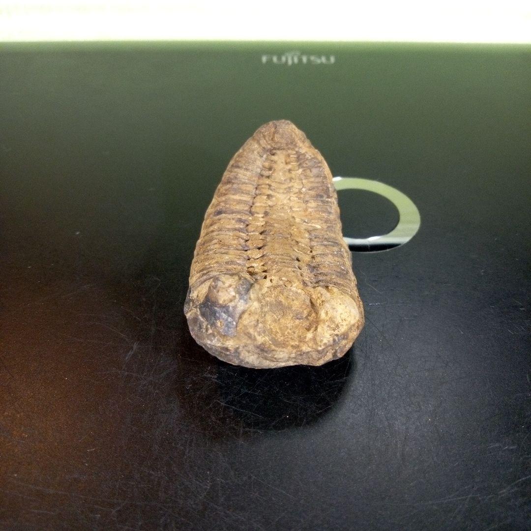 三葉虫　化石　fossil　ボリビア産　trilobite　ノジュール判別⑤