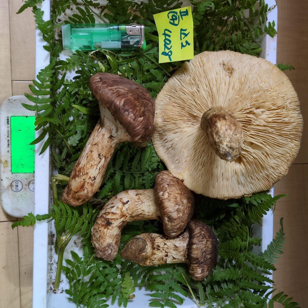 和歌山松茸 新鮮朝市　込み込み　420㌘