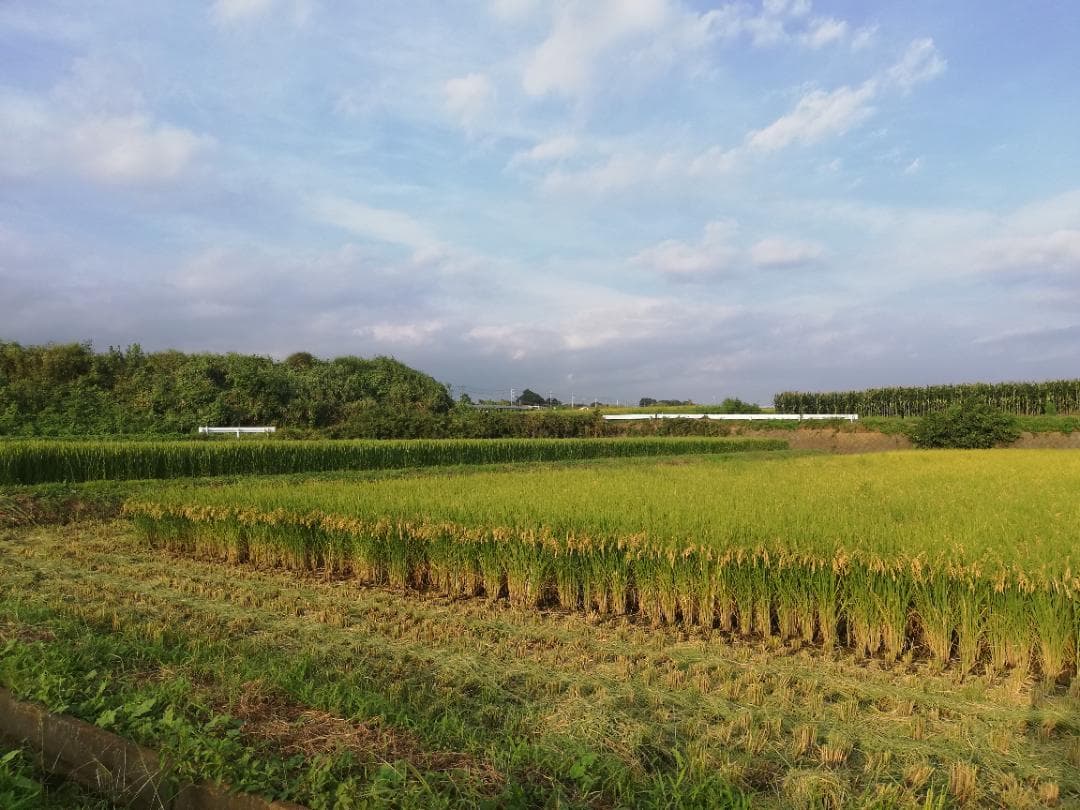 農家直送　子育て応援米　農薬不使用　9.5キロ　令和7年産　赤城産ちほみのり