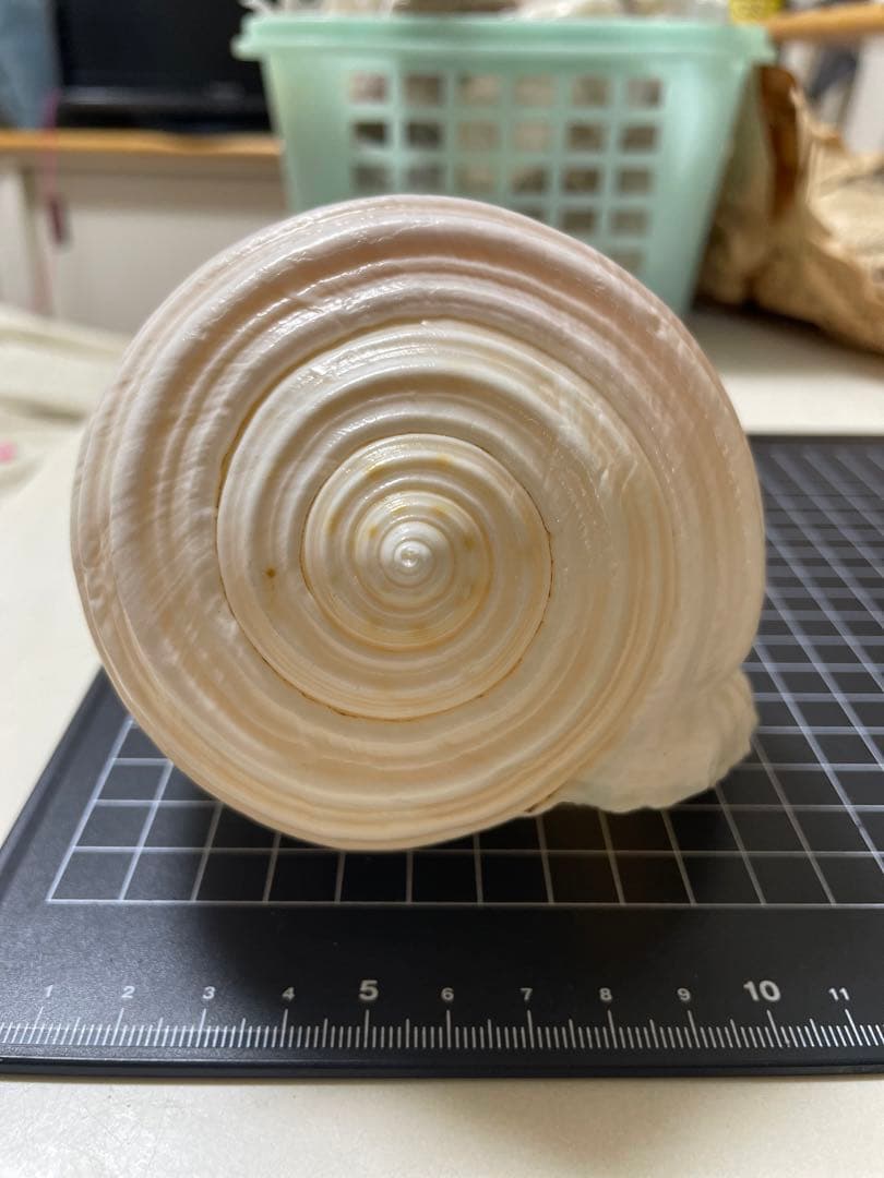 エマイトキワガイ　貝殻　標本