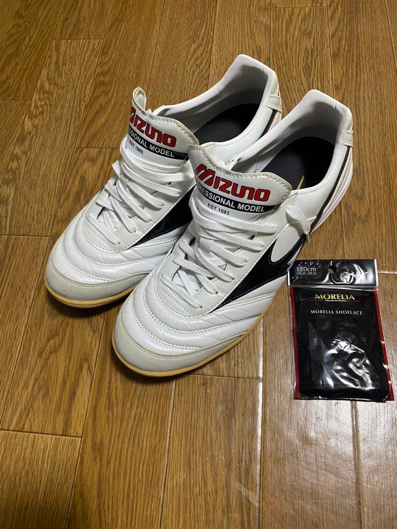 モレリア in インドア用