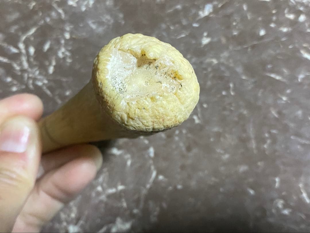 希少 マッコウクジラ 歯 72g