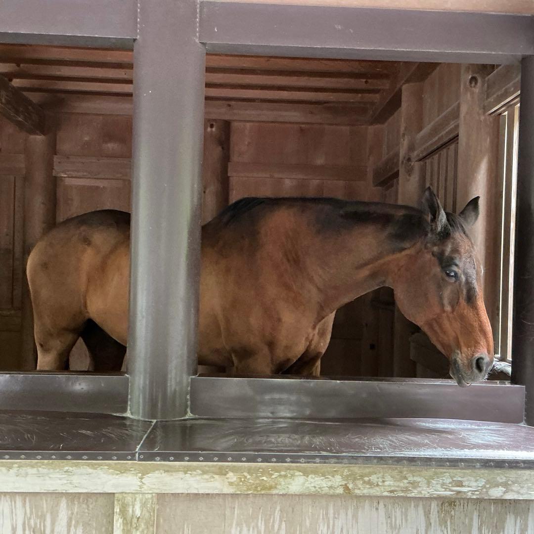 糸魚川翡翠　金山谷　勾玉　1点のみ‼︎