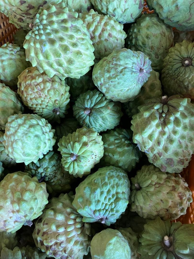 アテモヤ　3キロ ご自宅用に