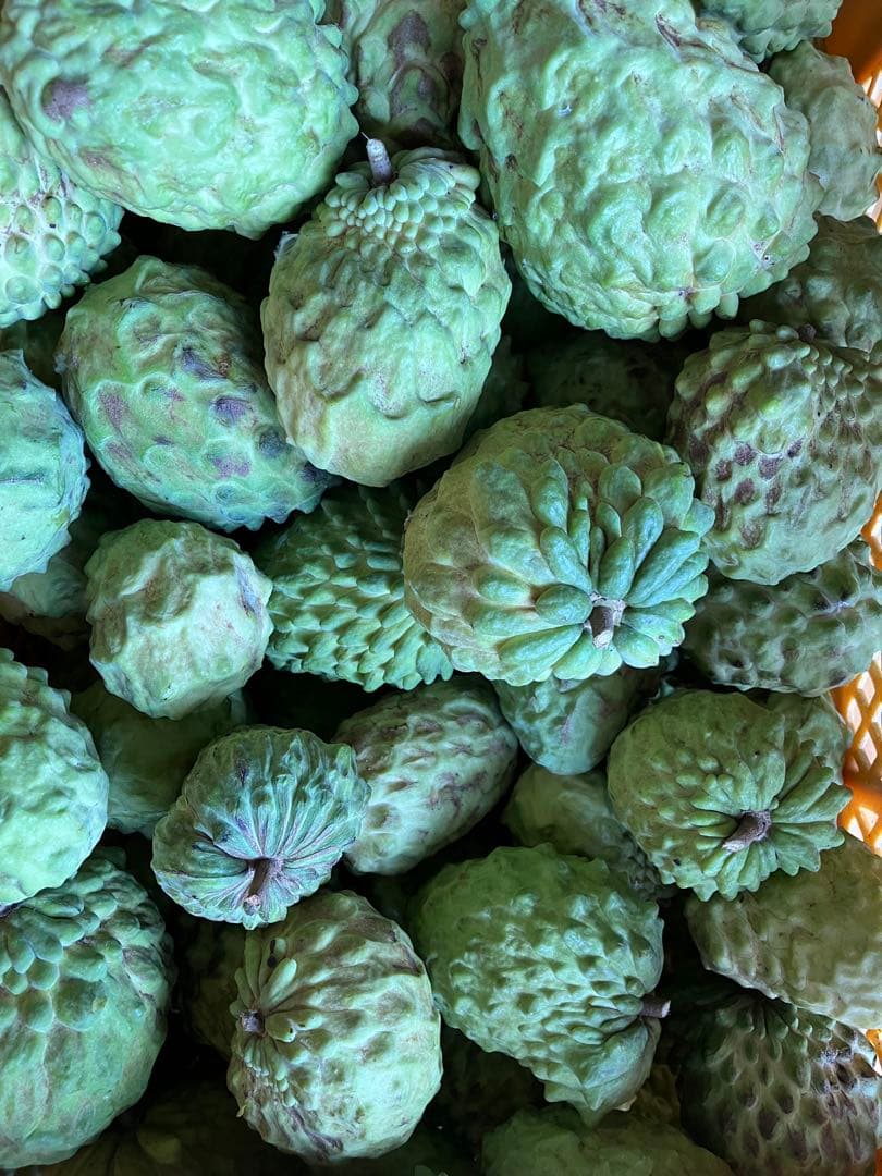 アテモヤ　3キロ ご自宅用に