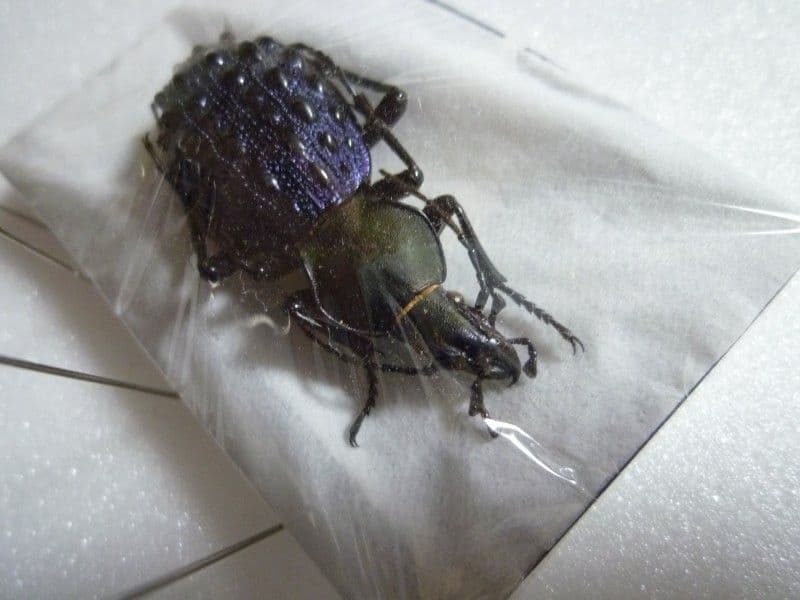 【外国産オサムシ標本】緑と紫のイボカブリモドキ/湖北省.恩施産/41mm