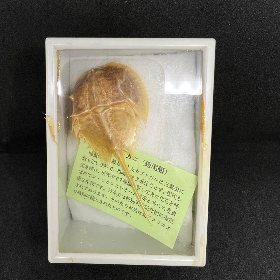 カブトガニ　標本