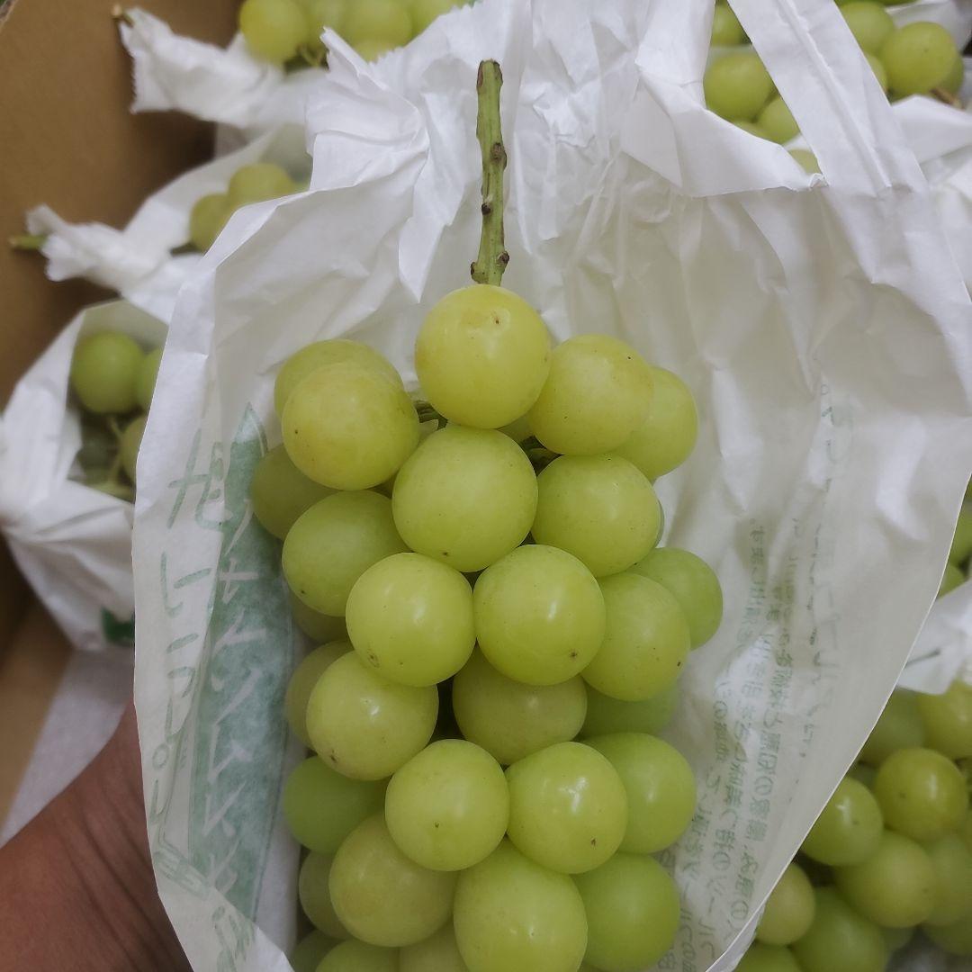 8️⃣ 山梨県産 シャインマスカット １０房入り 箱込み5.3キロ