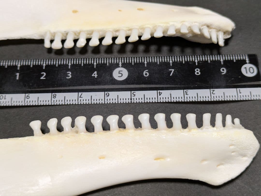 頭骨標本　鯨類イルカの仲間