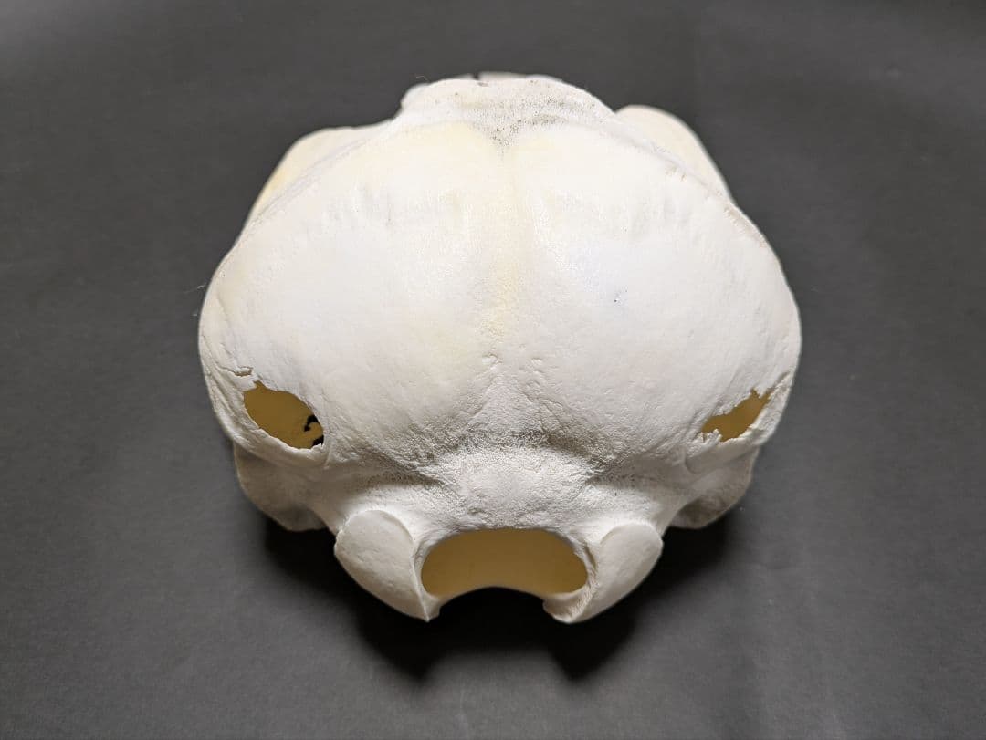 頭骨標本　鯨類イルカの仲間