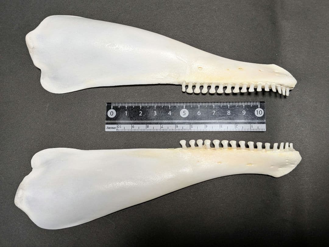 頭骨標本　鯨類イルカの仲間