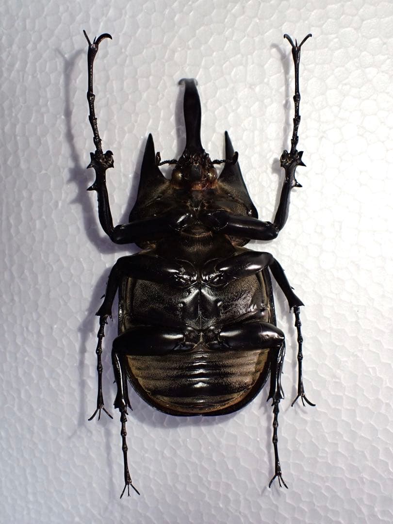【標本】レックスゾウカブト　ペルー産　115.1ミリ　野外品