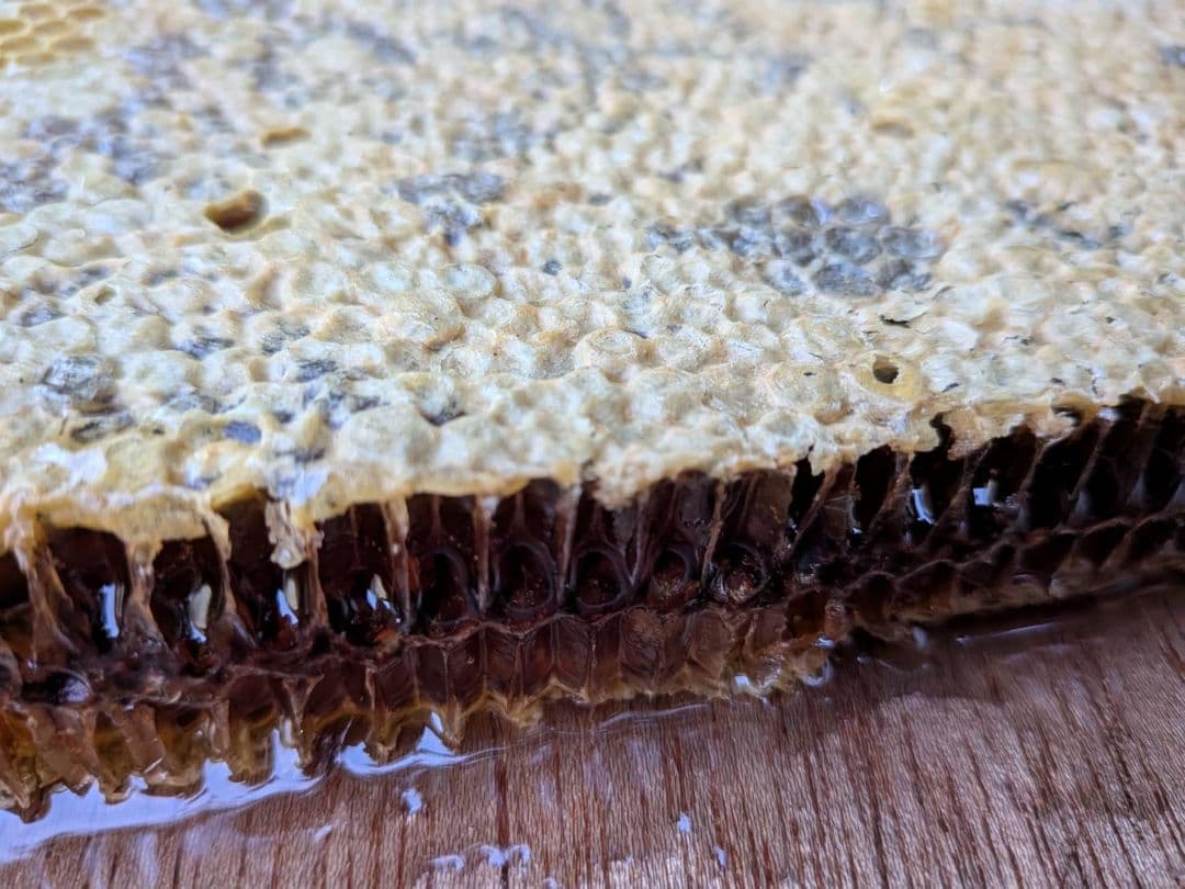 ニホンミツバチの蜂蜜　出不精ママ