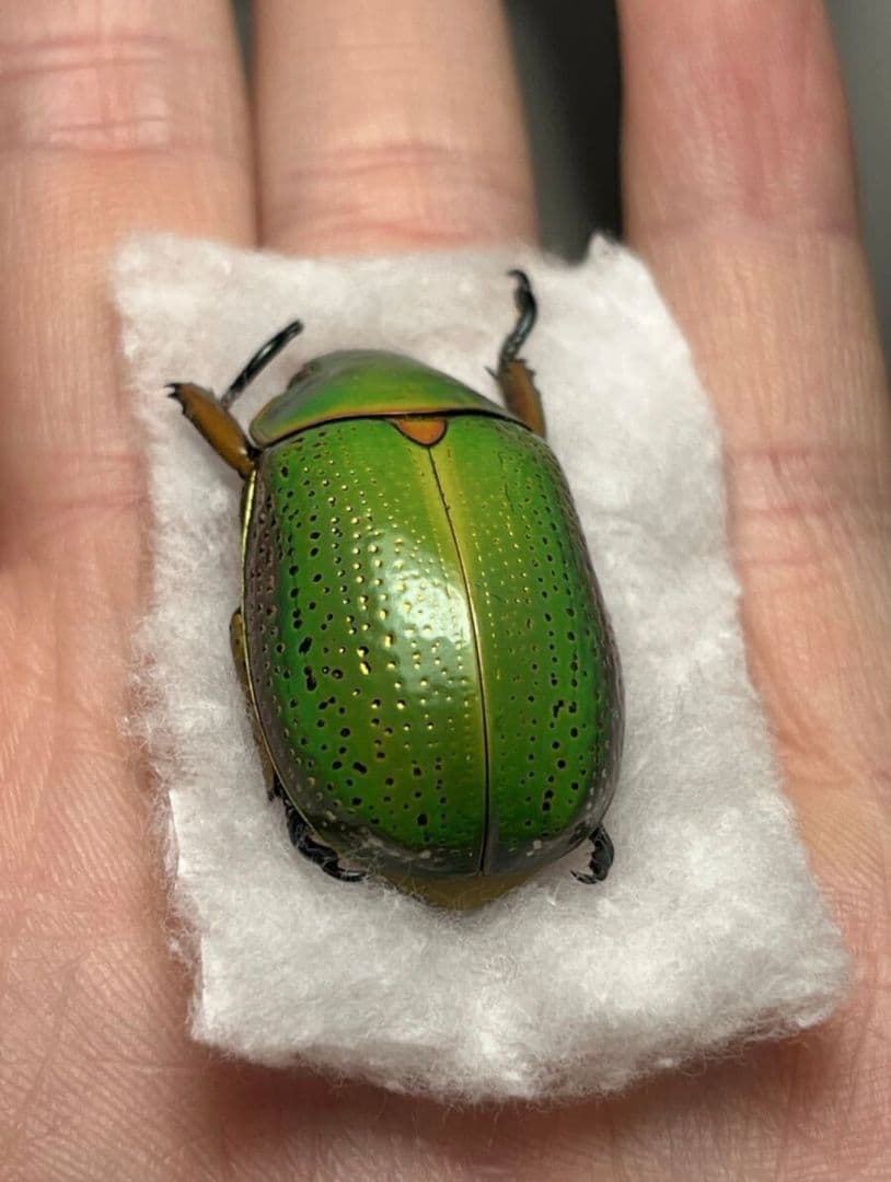 【鶯黄金最高峰】キンモンウグイスコガネ 標本 スペクタビリスウグイスコガネ