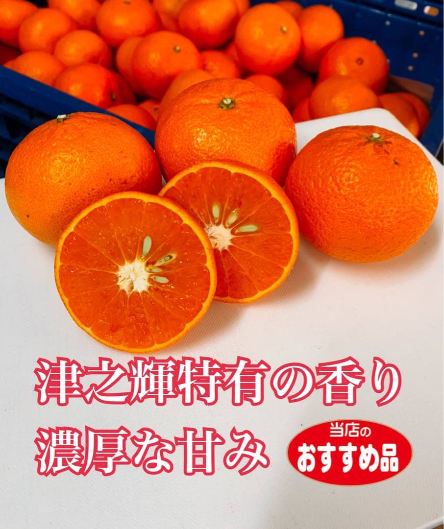希少柑橘‼️高糖度柑橘‼️和歌山県產　津之輝5kg みかんキング