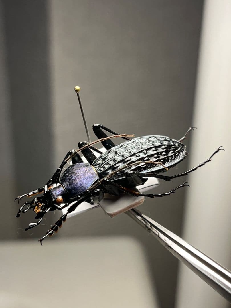 【38mm】アロウトゲオサムシ エリスカブリモドキ オサムシ標本 オサムシ