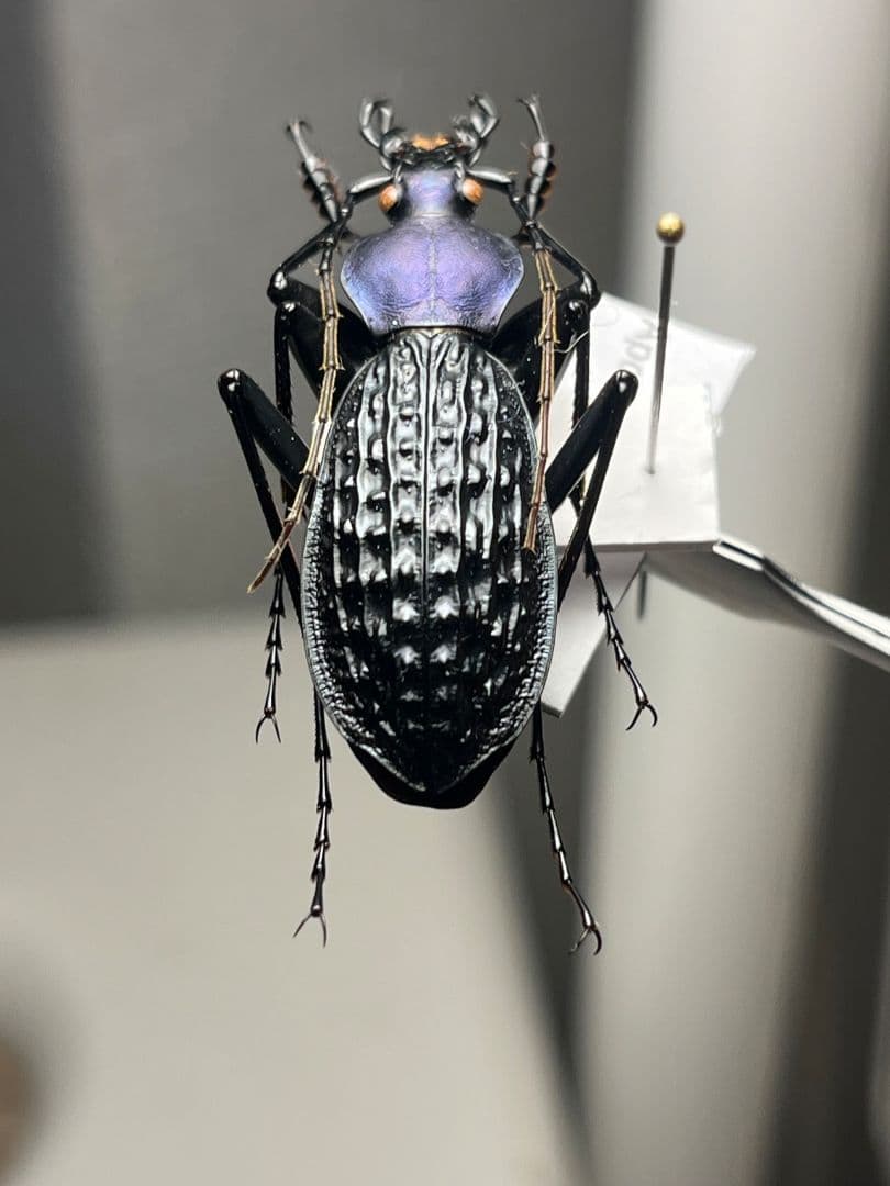 【38mm】アロウトゲオサムシ エリスカブリモドキ オサムシ標本 オサムシ