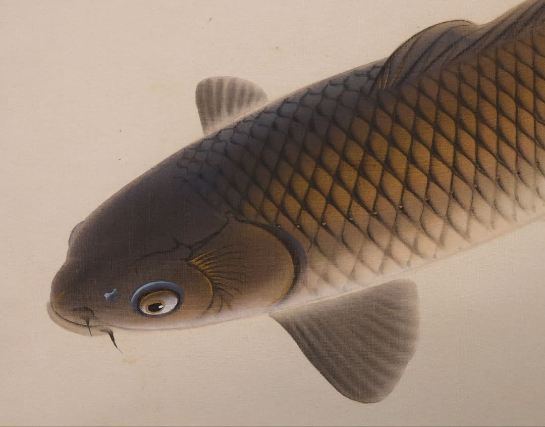 【真作】日本画 大谷園泉 鯉図 絹本 掛軸 双鯉 MB119