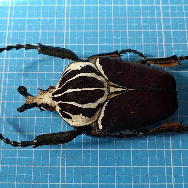 ● コンゴDR 赤道州 ゴライアスオオツノハナムグリ 93mm