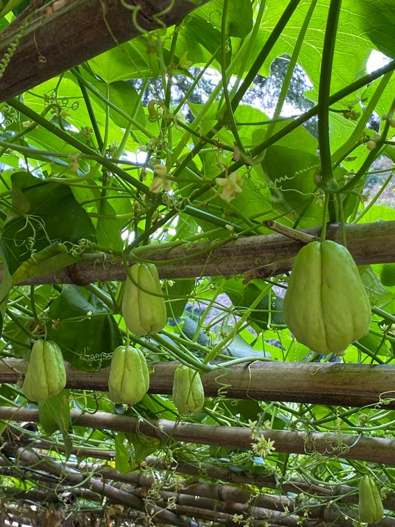 ハヤトウリ　ミクロマン　富士山麓産