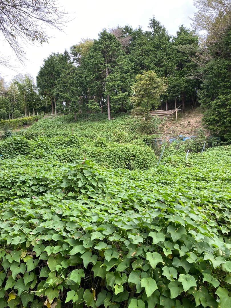 ハヤトウリ　ミクロマン　富士山麓産