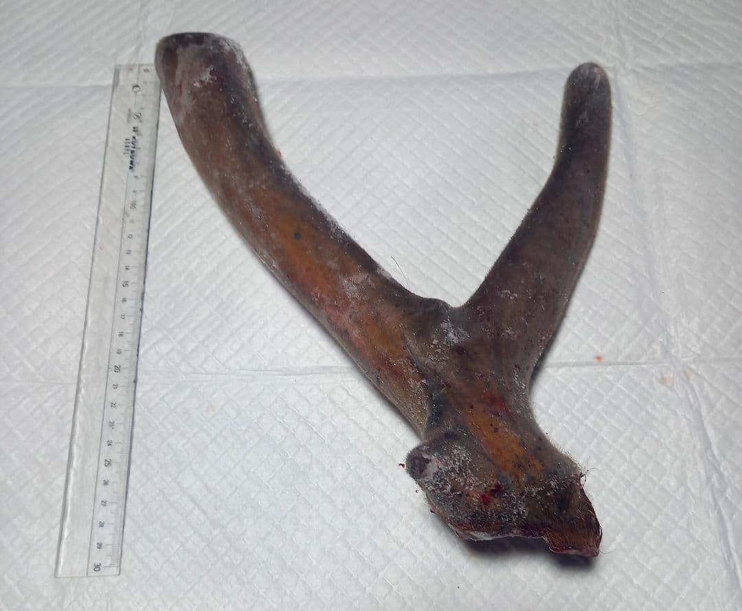 蝦夷鹿袋角　鹿茸