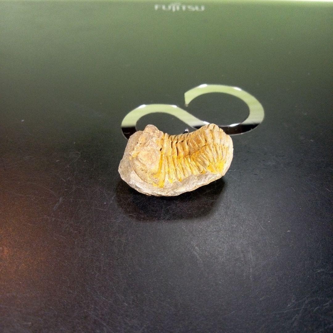 三葉虫　化石　fossil　海　ボリビア産　trilobite　海生動物種別④