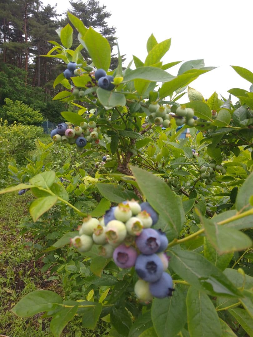 地域限定☀大粒☀冷凍ブルーベリー４キロ