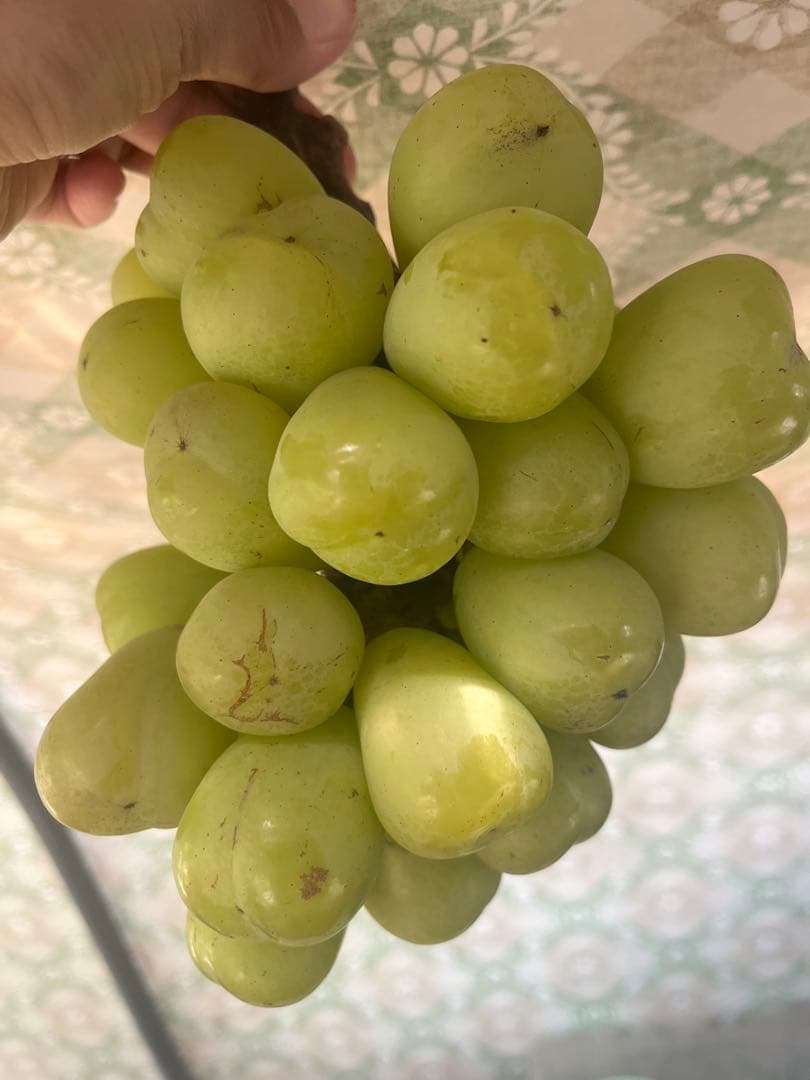 バイオレットキング4キロ箱