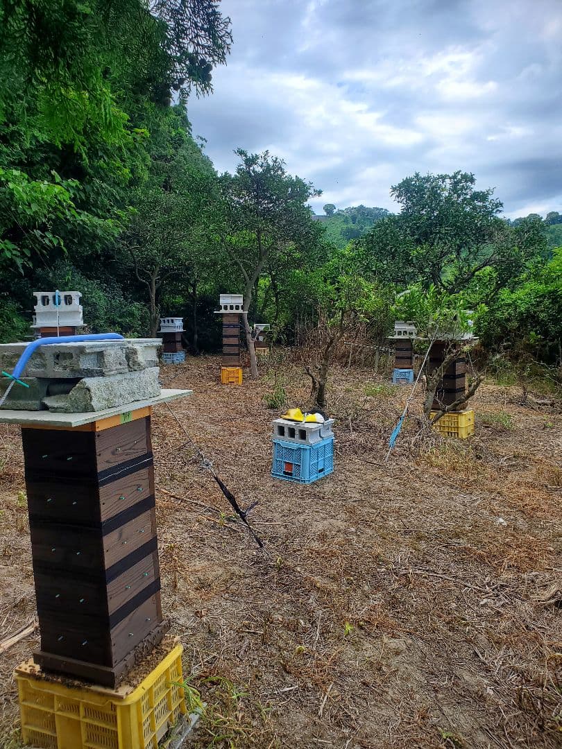 No.16　★日本蜜蜂のはちみつ★1200g(1瓶)