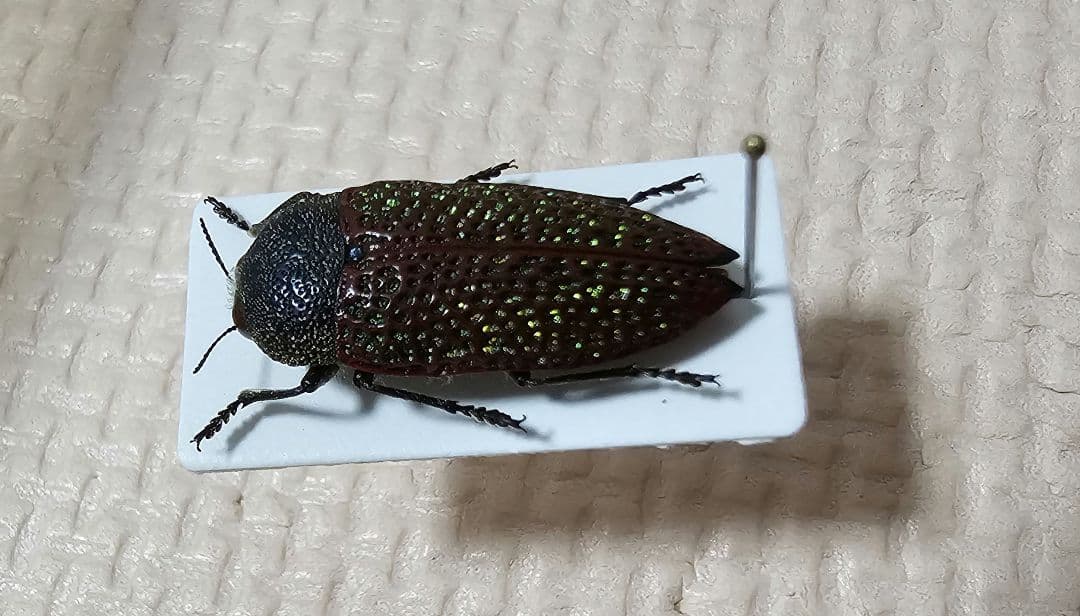 激レア　キラキラアラメムカシタマムシ　甲虫　標本　昆虫