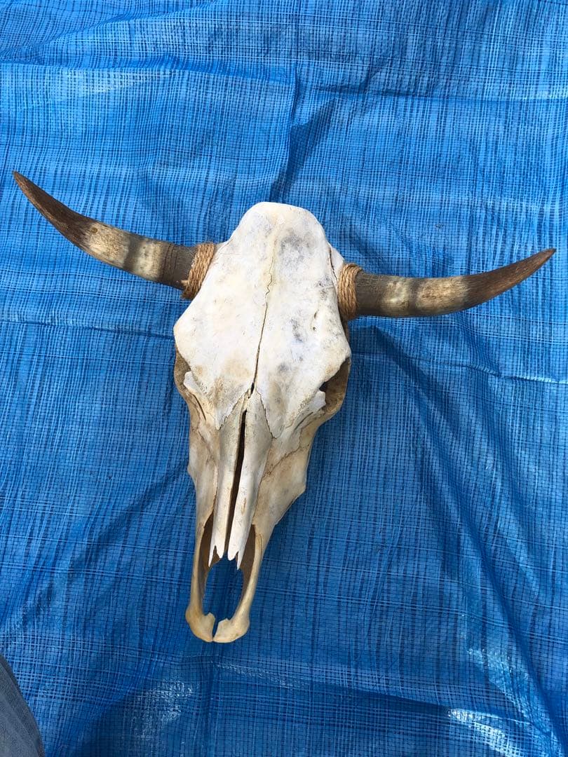 バッファロースカルヘッド、頭蓋骨、本物。