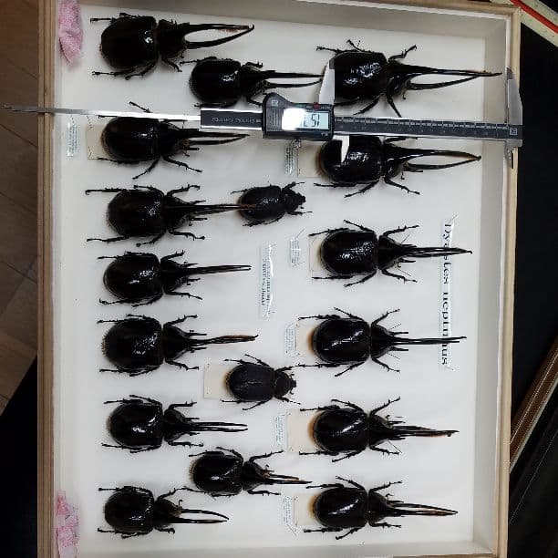 コレクションシリーズネプチューン