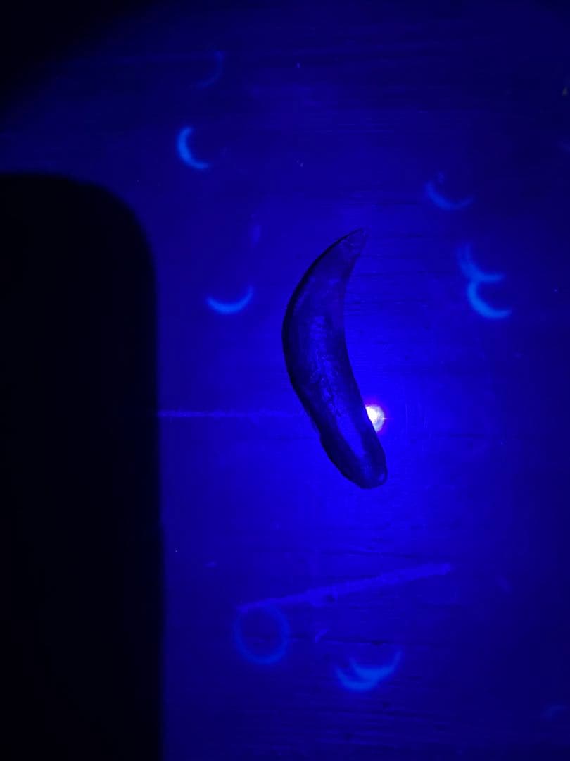 Tyrannosaurus ティラノサウルス　歯　化石　歯根　約8cm