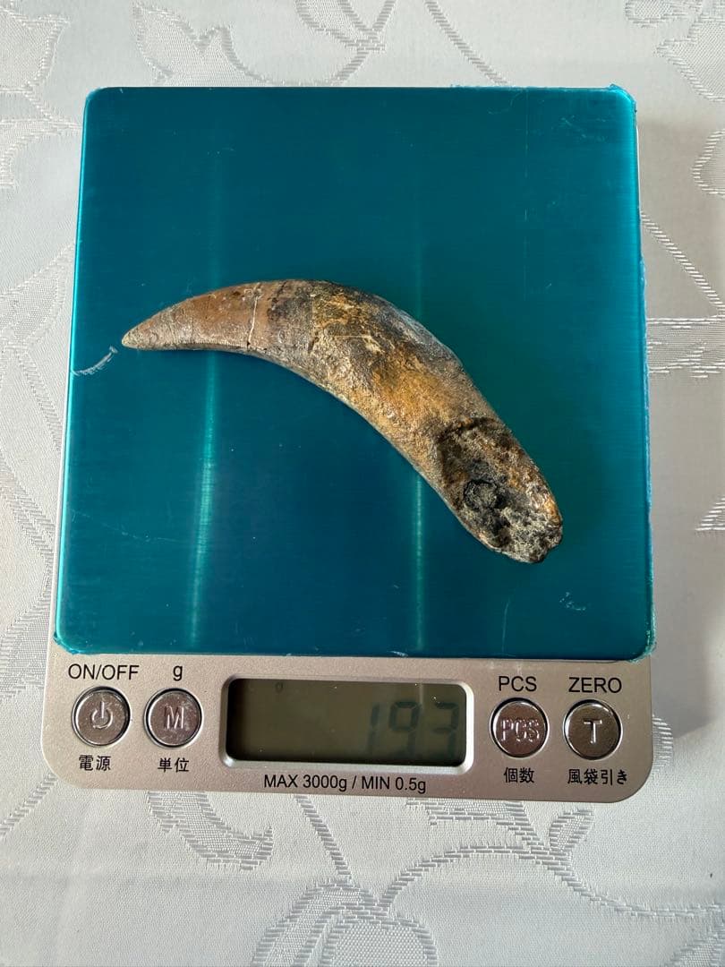 Tyrannosaurus ティラノサウルス　歯　化石　歯根　約8cm