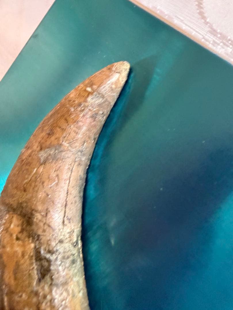 Tyrannosaurus ティラノサウルス　歯　化石　歯根　約8cm