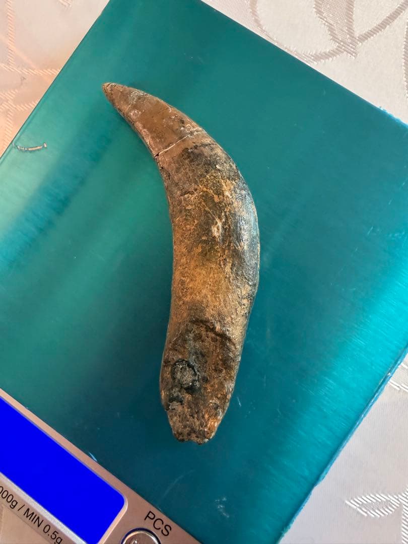 Tyrannosaurus ティラノサウルス　歯　化石　歯根　約8cm