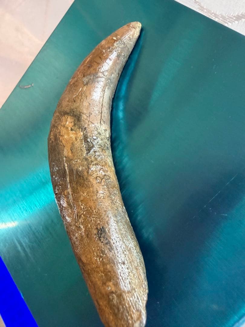 Tyrannosaurus ティラノサウルス　歯　化石　歯根　約8cm