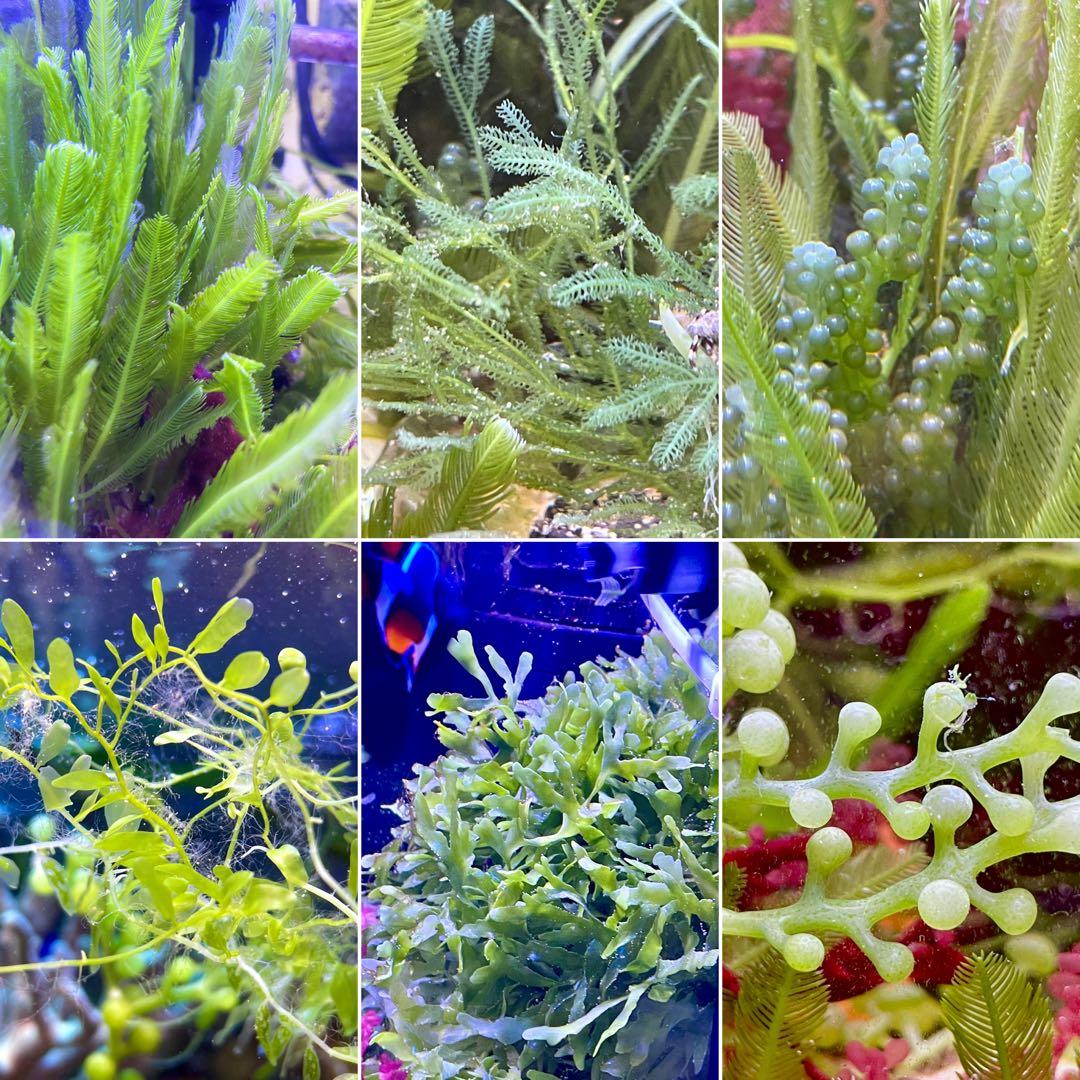 【匿名・宅急便】　12/14まで　赤色海藻　セット　紅藻　+褐藻+緑藻 海藻