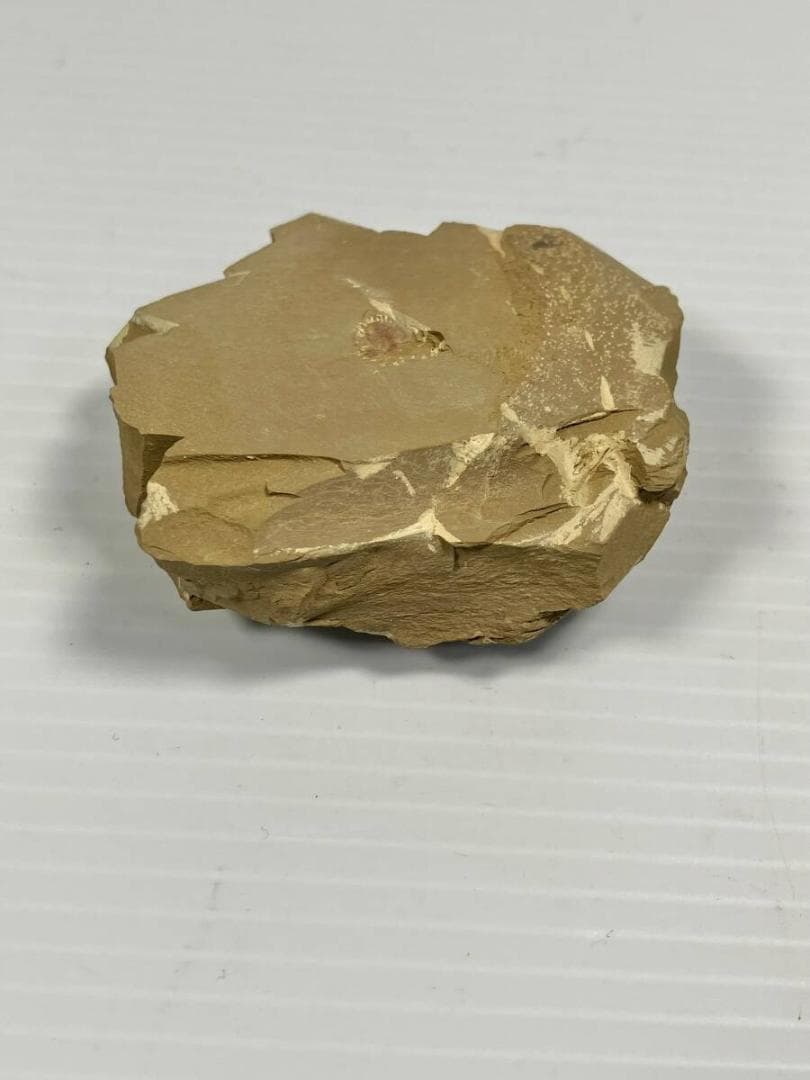 カンブリア紀 ナラオイア スピノーサ（Naraoia spinosa）