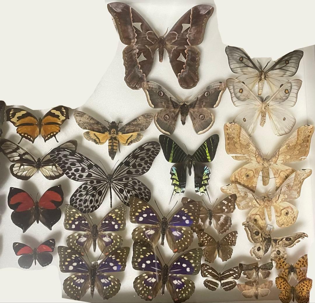 蝶 蛾 標本 イザベラミズアオ　♀ 希少種 ②