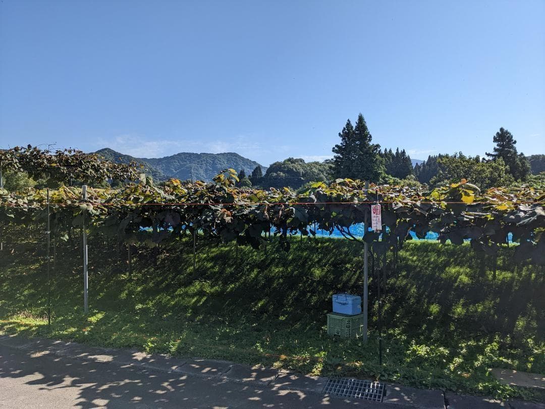 【yoshimi】山ぶどう １2㎏　山形県月山山麓産①