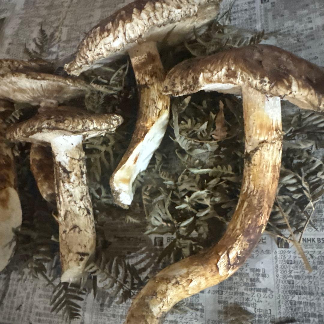 本日収穫 岩手県産松茸 500ｇ